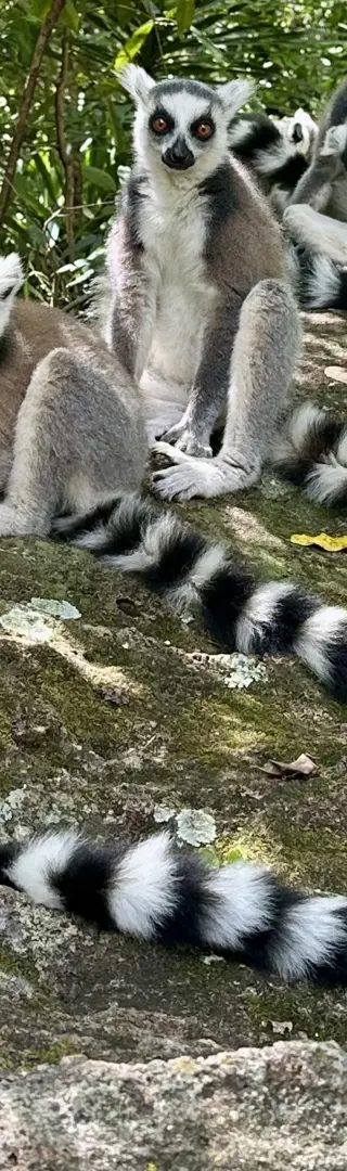 Katta Lemuren hautnah